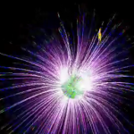 anemonas