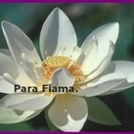 Para Fiama-vert