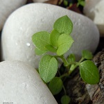 Brotes Verdes Thumb