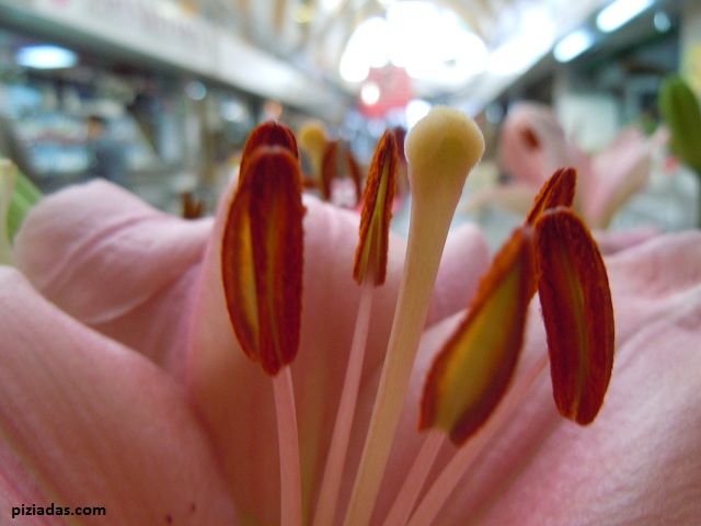 Flores Flores