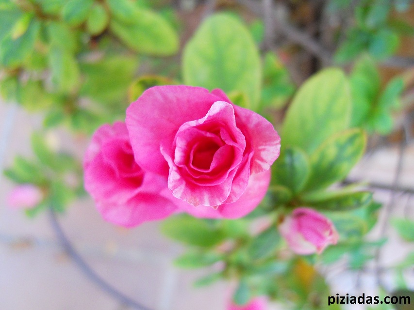 Azalea_lit
