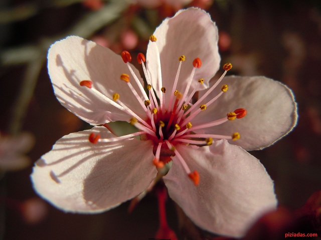 flor pruno