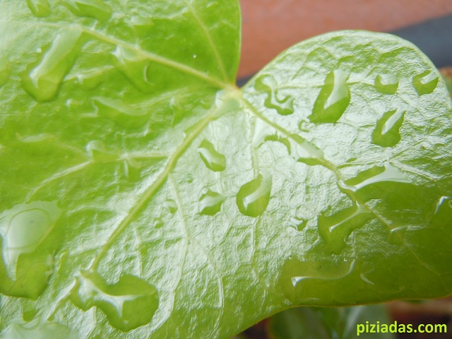 hedera-640-480