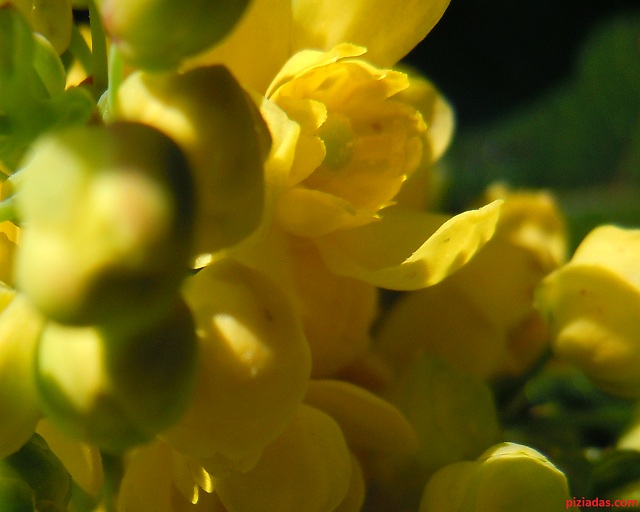 mahonia-640 mahonia