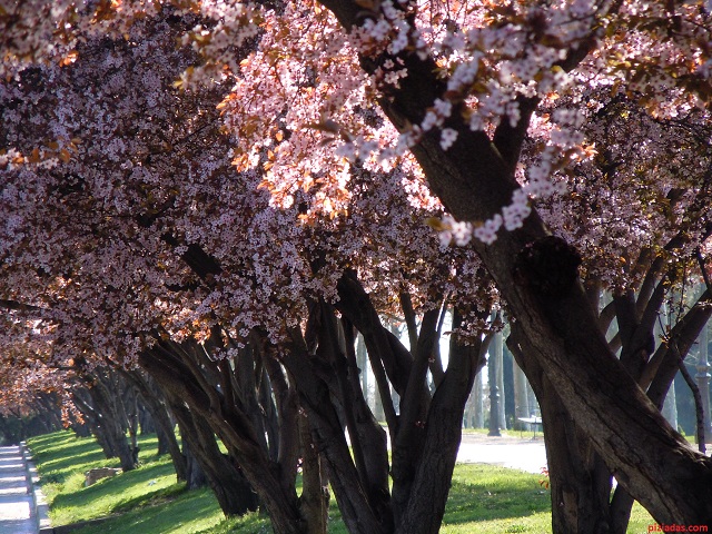 prunos_640 pruno