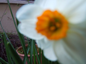narciso-desenfocado