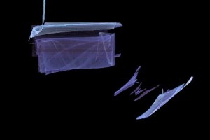 <h3> Apophysis: Galería de imágenes fractales</h3> <a href="http://piziadas.com/2011/09/apophysis-galeria-de-imagenes.html">Apophysis-110911-19</a>