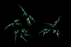 <h3> Apophysis: Galería de imágenes fractales</h3> <a href="http://piziadas.com/2011/09/apophysis-galeria-de-imagenes.html">Apophysis-110911-22</a>