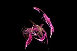 <h3> Apophysis: Galería de imágenes fractales</h3> <a href="http://piziadas.com/2011/09/apophysis-galeria-de-imagenes.html">Apophysis-110911-23</a>