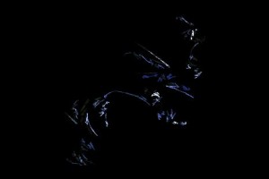 <h3> Apophysis: Galería de imágenes fractales</h3> <a href="http://piziadas.com/2011/09/apophysis-galeria-de-imagenes.html">Apophysis-110911-61</a>