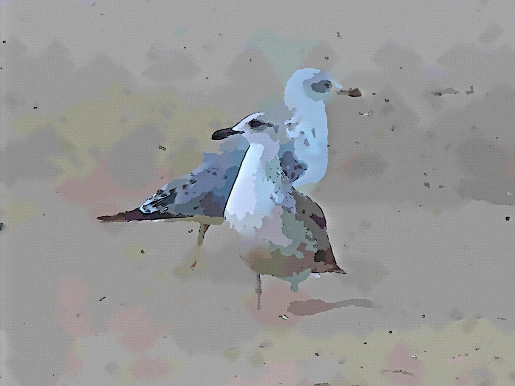FotoSketcher-gaviotas-comic FotoSketcher-gaviotas-comic