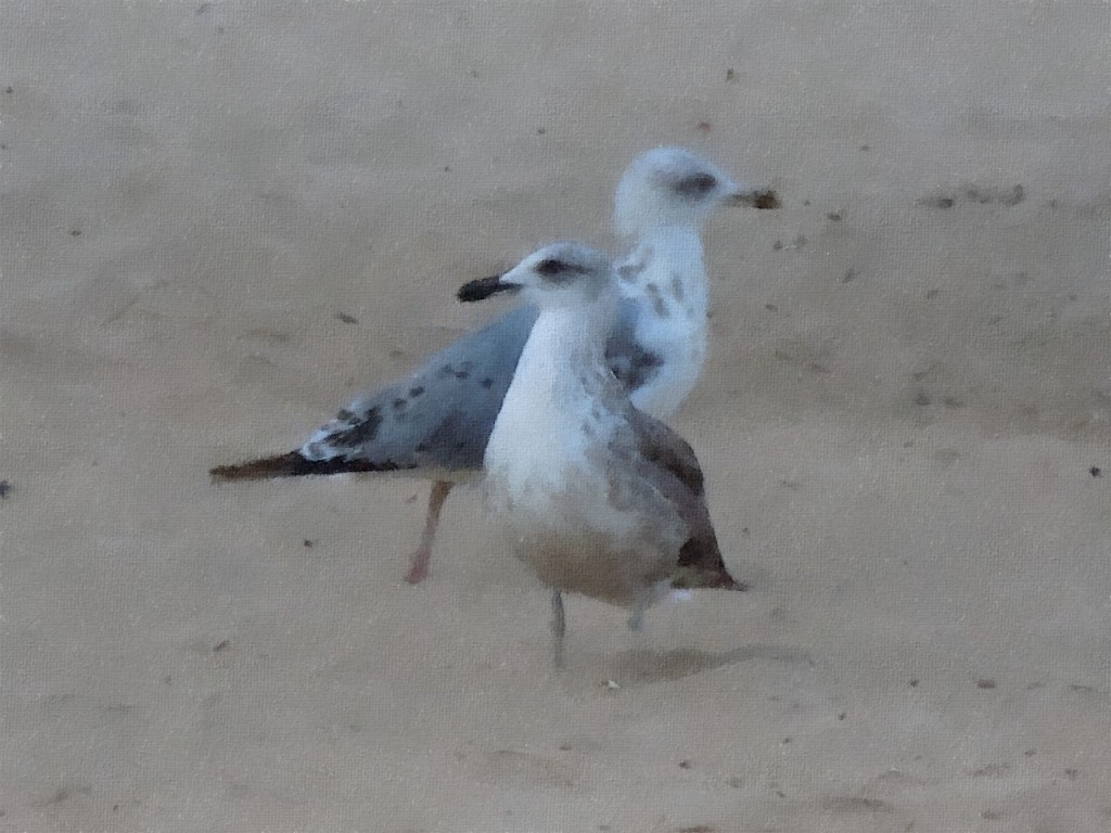 FotoSketcher-gaviotas-pastel FotoSketcher-gaviotas-pastel
