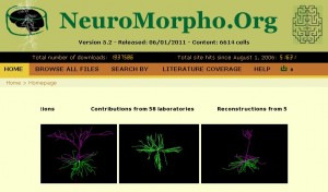 Neuromorpho