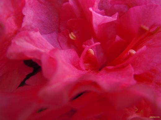 azalea_med