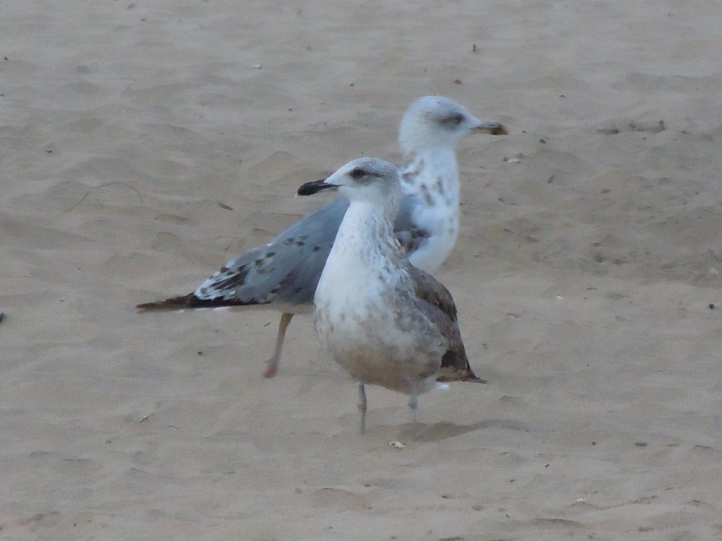 gaviotas