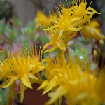 Flowering succulent Suculenta en flor